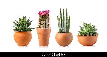 Collection of various cactus and succulent plants in different pots isolated over the white background Stock Photo