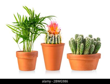 Collection of various cactus and succulent plants in different pots isolated over the white background Stock Photo