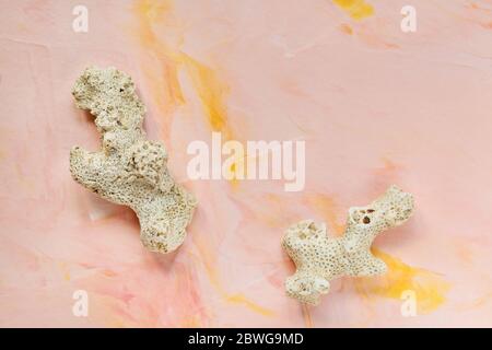 Sea corals on a pink pastel background Stock Photo