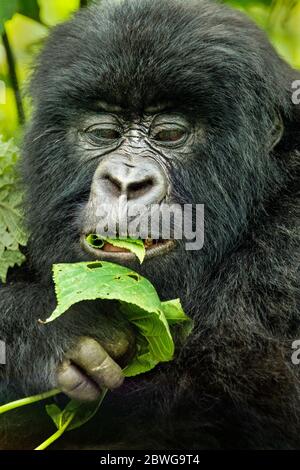 Close up portrait of mountain gorilla (Gorilla beringei beringei) while eating leaves, Rwanda, Africa Stock Photo