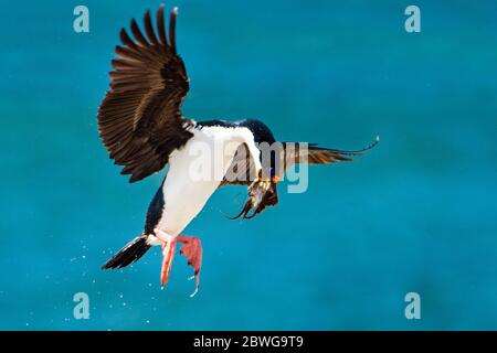 Imperial shag (Leucocarbo atriceps) hunting, Patagonia, Chile, South America Stock Photo