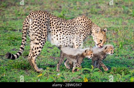 Close up of cheetah (Acinonyx jubatus) with cubs, Ngorongoro Conservation Area, Tanzania, Africa