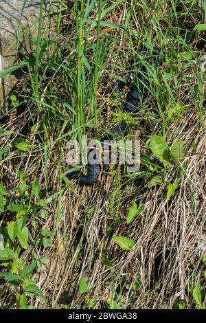 Carpathian viper hunts in disguise in the green grass. A poisonous black snake hides in the steppes of Ukraine. Stock Photo