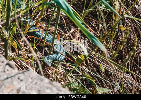 Carpathian viper hunts in disguise in the green grass. A poisonous black snake hides in the steppes of Ukraine. Dangerous reptiles close up. Stock Photo