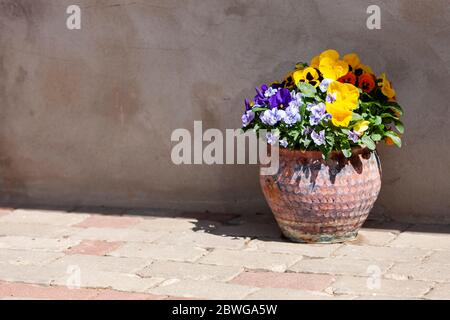 Ceramic pot with bright summer flowers pansies on the background of an old stone plastered wall. Outdoor Stock Photo