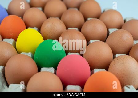 Eggs carton with chicken colorful easter egg lined up in rows at white background Stock Photo