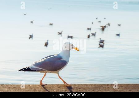 Big Seagull Walking in Front of the Sea. Soft selective focus Stock Photo