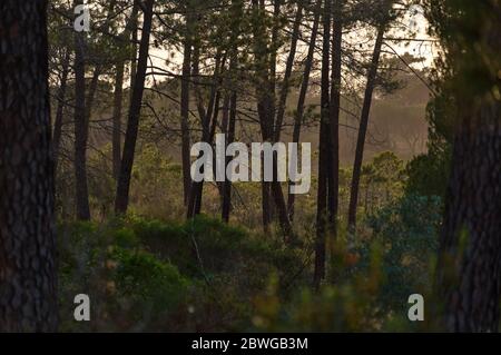 Forest background in Ludo. Algarve, Portugal Stock Photo