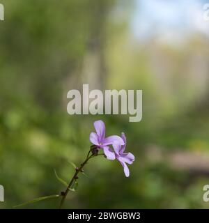 Pink Coralroot closeup by a blurred natural green background Stock Photo