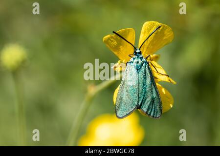 Forester moth, Adscita statices on a buttercup, UK Stock Photo