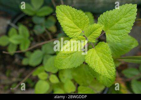 Melissa officinalis or lemon balm plant leaves closeup view Stock Photo