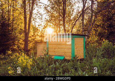 Beehive house in nature in sunset. Beautiful scenic sunset through foliage back lit. Stock Photo