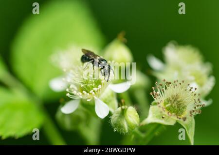 Small Carpenter Bee on Black Raspberry Flowers Stock Photo