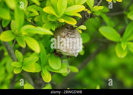 Chinese Mantis Egg Case in Springtime Stock Photo