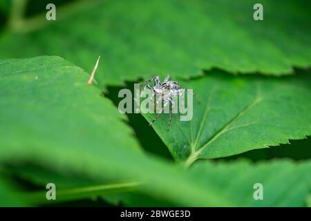 Dimorphic Jumping Spider on Leaf Stock Photo