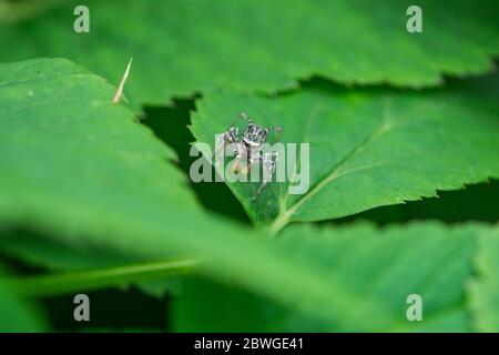 Dimorphic Jumping Spider on Leaf Stock Photo