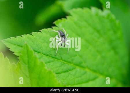 Dimorphic Jumping Spider on Leaf Stock Photo