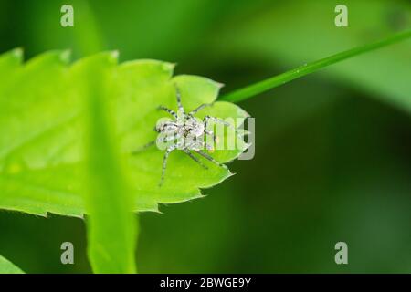 Dimorphic Jumping Spider on Leaf Stock Photo