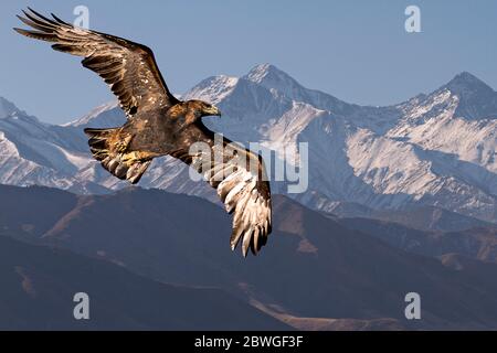 Golden eagle flying with Tien Shan mountains in the background near Bishkek, Kyrgyzstan Stock Photo