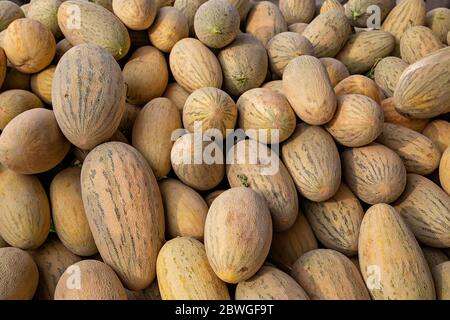 Melons in the Siab Bazar market, Samarkand, Uzbekistan Stock Photo