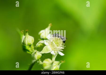 Small Carpenter Bee on Black Raspberry Flowers Stock Photo