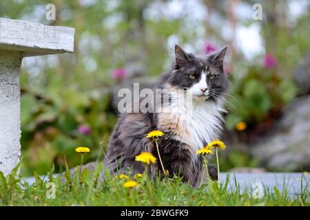 A norwegian forest cat female sitting in garden with flowers Stock Photo