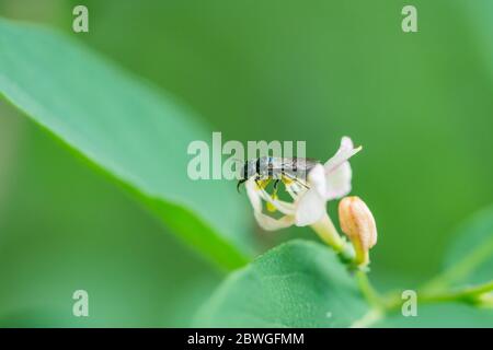 Small Carpenter Bee on Honeysuckle Flower Stock Photo