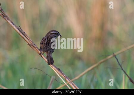 song sparrow (Melospiza melodia) with food for babies Stock Photo