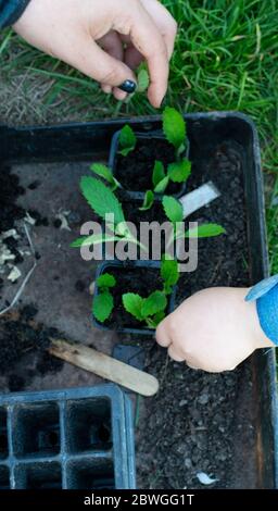 Hand belonging to a woman holding up vegetable plant while gardening in the vegetable garden Stock Photo