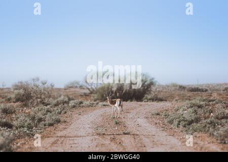 Saharan dorcas gazelle (gazella dorcas neglecta) known as Ariel standing on the hill in the Souss-Massa National Park, Agadir, Morocco Stock Photo