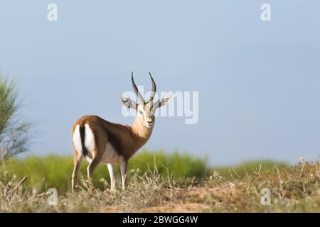 Saharan dorcas gazelle (gazella dorcas neglecta) known as Ariel standing on the hill in the Souss-Massa National Park, Agadir, Morocco Stock Photo