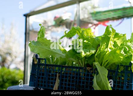 Fresh lettuce grown in the garden ready for harvest. In the background is a greenhouse. Stock Photo