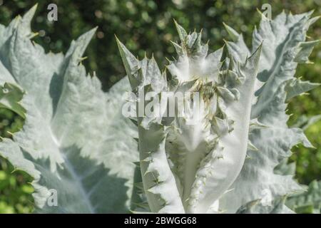 Large leaves and sharp prickles of the Cotton Thistle / Onopordum acanthium in bright sunshine. The woolly covering gives the white appearance. Stock Photo