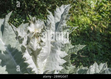 Large leaves and sharp prickles of the Cotton Thistle / Onopordum acanthium in bright sunshine. The woolly covering gives the white appearance. Stock Photo