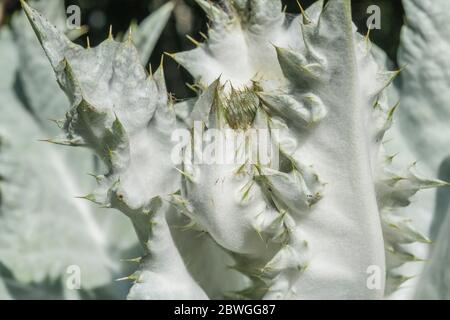 Large leaves and sharp prickles of the Cotton Thistle / Onopordum acanthium in bright sunshine. The woolly covering gives the white appearance. Stock Photo