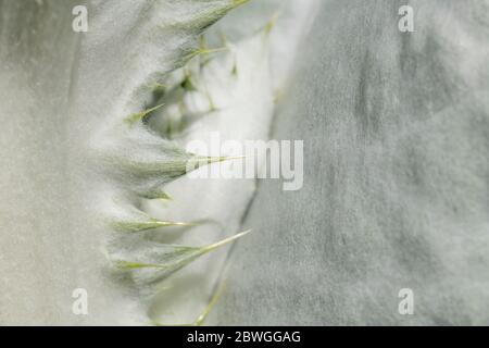 Large leaves and sharp prickles of the Cotton Thistle / Onopordum acanthium in bright sunshine. The woolly covering gives the white appearance. Stock Photo