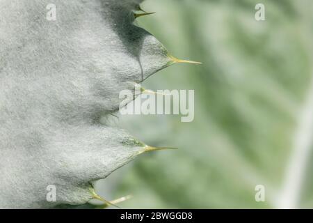 Large leaves and sharp prickles of the Cotton Thistle / Onopordum acanthium in bright sunshine. The woolly covering gives the white appearance. Stock Photo