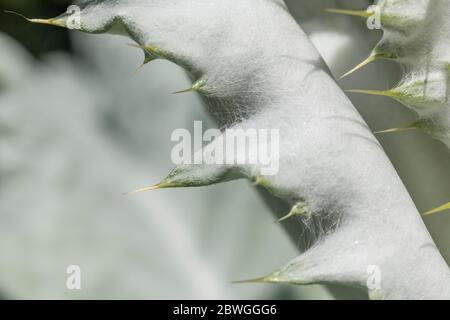 Large leaves and sharp prickles of the Cotton Thistle / Onopordum acanthium in bright sunshine. The woolly covering gives the white appearance. Stock Photo