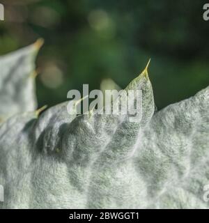 Large leaves and sharp prickles of the Cotton Thistle / Onopordum acanthium in bright sunshine. The woolly covering gives the white appearance. Stock Photo