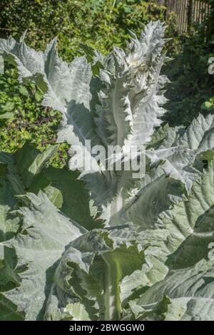 Large leaves and sharp prickles of the Cotton Thistle / Onopordum acanthium in bright sunshine. The woolly covering gives the white appearance. Stock Photo