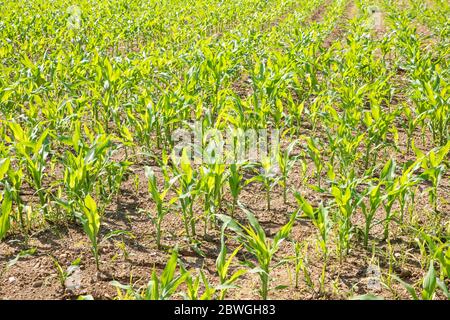 Cultivated Field with rows of maize sprouts, young, fresh and green Stock Photo