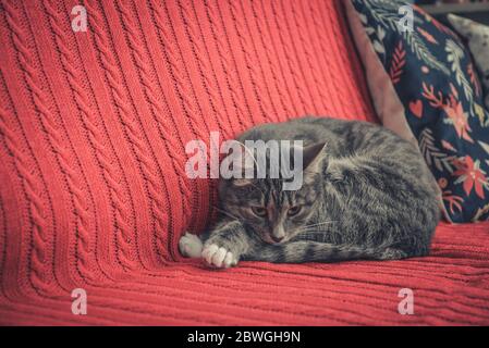 Grey cute cat laying on red couch closeup Stock Photo