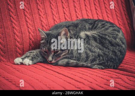 Grey cute cat laying on red couch closeup Stock Photo