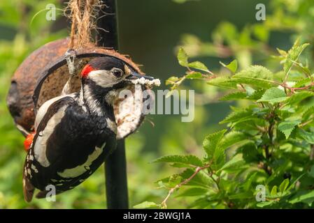 Male great spotted woodpecker, Dendrocopos major, feeding on a coconut, Wield, Hampshire, UK