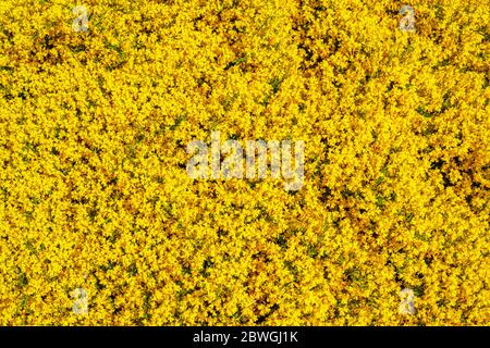Mellow yellow, an expanse of yellow Genista lydia, broom, RHS Gardens, Wisley, UK Stock Photo
