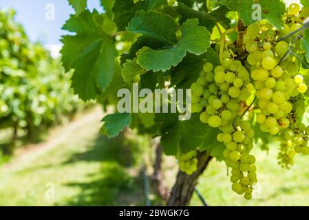 White grapes on a vine in a vineyard in Mendoza on a sunny day. Stock Photo