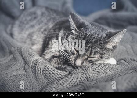 Grey cat sleeping on sofa at home closeup Stock Photo