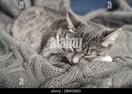 Grey cat sleeping on sofa at home closeup Stock Photo