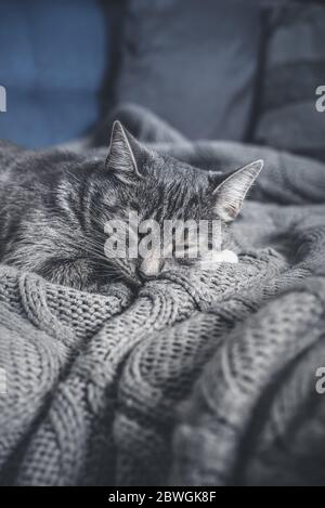 Grey cat sleeping on sofa at home closeup Stock Photo