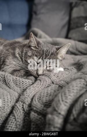 Grey cat sleeping on sofa at home closeup Stock Photo